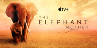 Eléphants doc animalier appletv