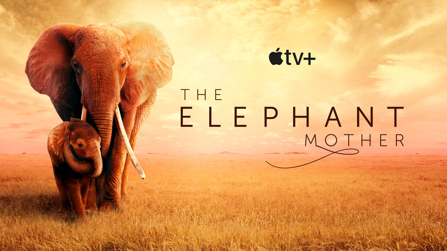 THE ELEPHANT MOTHER