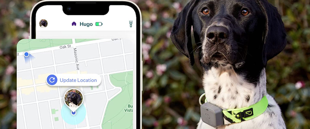 Meilleur tracker GPS chien collier